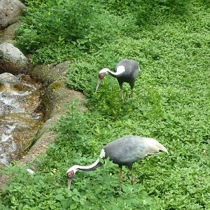 Bird Garden - White-Naped Cranes