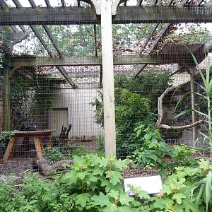 Bird Garden - Cinereous Vulture Exhibit