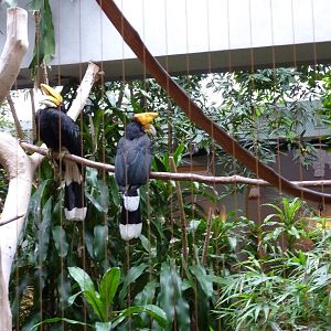 Bird House - Built In 1930 - Rhinoceros Hornbills