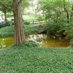 Waterfowl/Alligator Snapping Turtle Exhibit