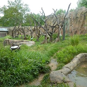Chimpanzee Exhibit