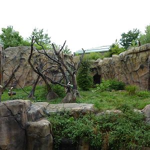 Chimpanzee Exhibit
