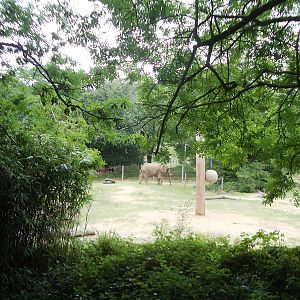 Duchess the African Elephant - 27.07.2010