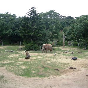 Duchess the African Elephant - 27.07.2010
