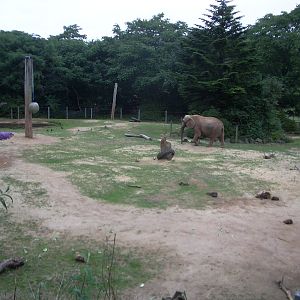 Duchess the African Elephant - 27.07.2010