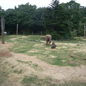 Duchess the African Elephant - 27.07.2010