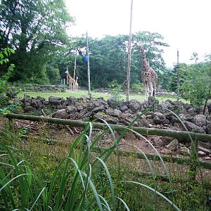 Giraffe Enclosure - 27.07.2010
