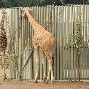 Three giraffe subspecies