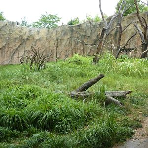 Chimpanzee Exhibit