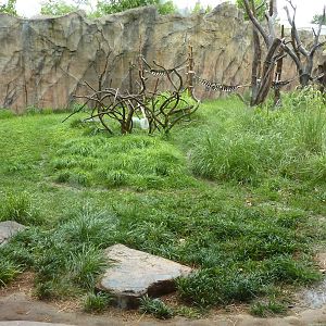 Chimpanzee Exhibit