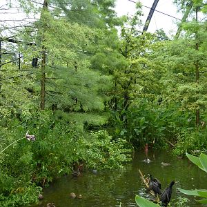 Cypress Swamp - 1904 Flight Cage