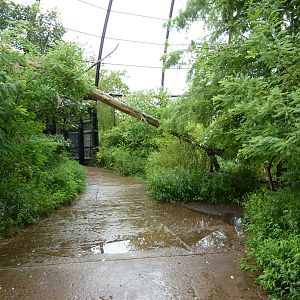 Cypress Swamp - 1904 Flight Cage