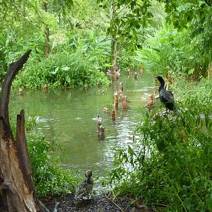 Cypress Swamp - 1904 Flight Cage