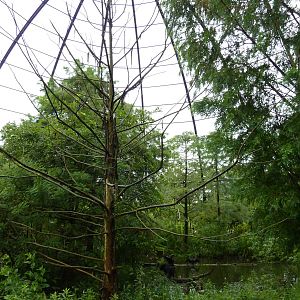 Cypress Swamp - 1904 Flight Cage