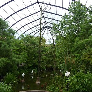 Cypress Swamp - 1904 Flight Cage