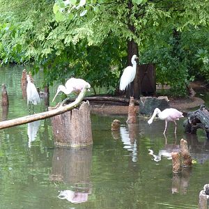 Cypress Swamp - 1904 Flight Cage