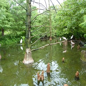 Cypress Swamp - 1904 Flight Cage