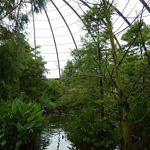 Cypress Swamp - 1904 Flight Cage
