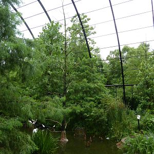 Cypress Swamp - 1904 Flight Cage