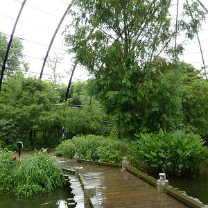 Cypress Swamp - 1904 Flight Cage