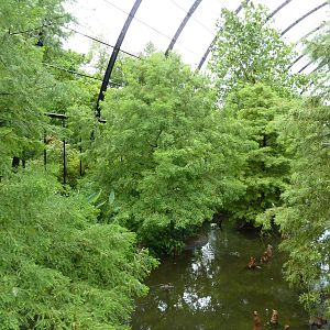 Cypress Swamp - 1904 Flight Cage