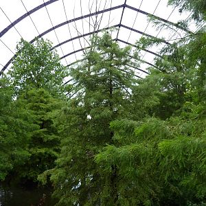 Cypress Swamp - 1904 Flight Cage
