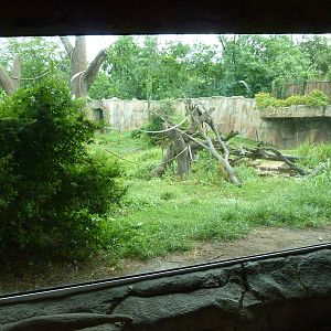 Gorilla Exhibit