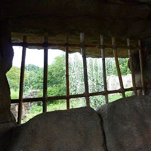 Gorilla Exhibit - Waterfall Viewing Area