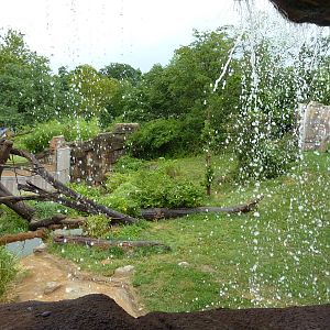 Gorilla Exhibit - Waterfall Viewing Area