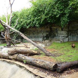 Red Panda Exhibit