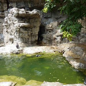 Humboldt Penguin/Brown Pelican Exhibit