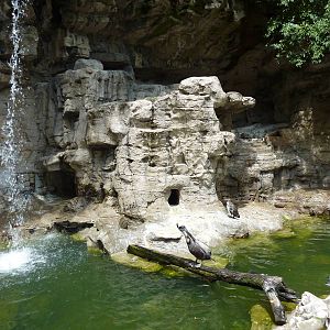 Humboldt Penguin/Brown Pelican Exhibit