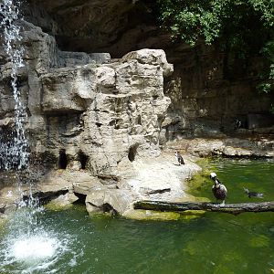 Humboldt Penguin/Brown Pelican Exhibit