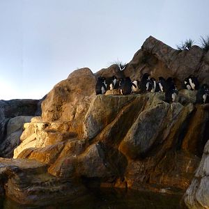 Penguin + Puffin Coast - Walk-Through Exhibit