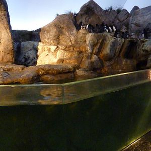 Penguin + Puffin Coast - Walk-Through Exhibit