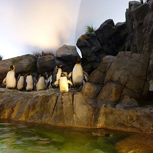 Penguin + Puffin Coast - Walk-Through Exhibit