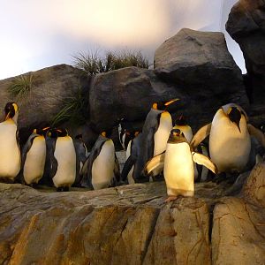 Penguin + Puffin Coast - Walk-Through Exhibit