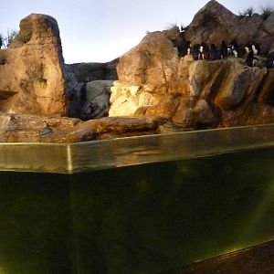 Penguin + Puffin Coast - Walk-Through Exhibit