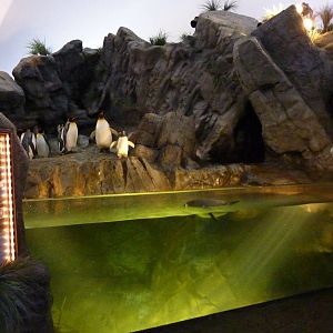 Penguin + Puffin Coast - Walk-Through Exhibit