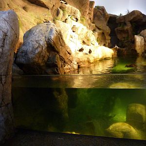 Penguin + Puffin Coast - Walk-Through Exhibit