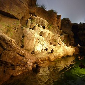 Penguin + Puffin Coast - Walk-Through Exhibit