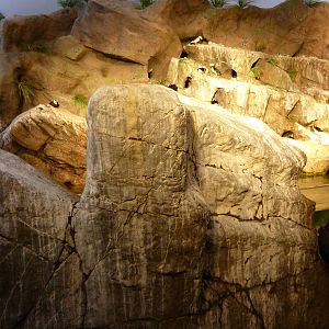 Penguin + Puffin Coast - Walk-Through Exhibit