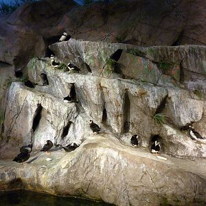 Penguin + Puffin Coast - Walk-Through Exhibit