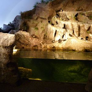 Penguin + Puffin Coast - Walk-Through Exhibit