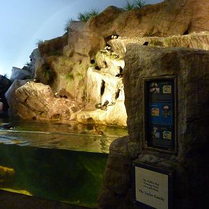 Penguin + Puffin Coast - Walk-Through Exhibit