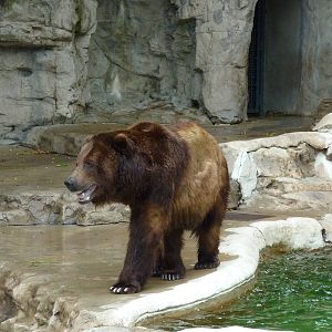 Bear Pits - Built In 1921 - Grizzly Bear