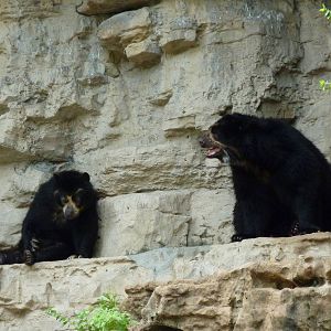 Spectacled Bears