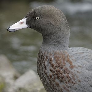 Blue duck (1)