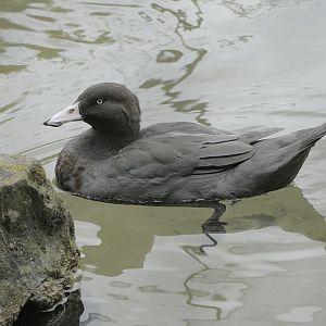 Blue duck (2)