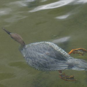 Chinese merganser underwater